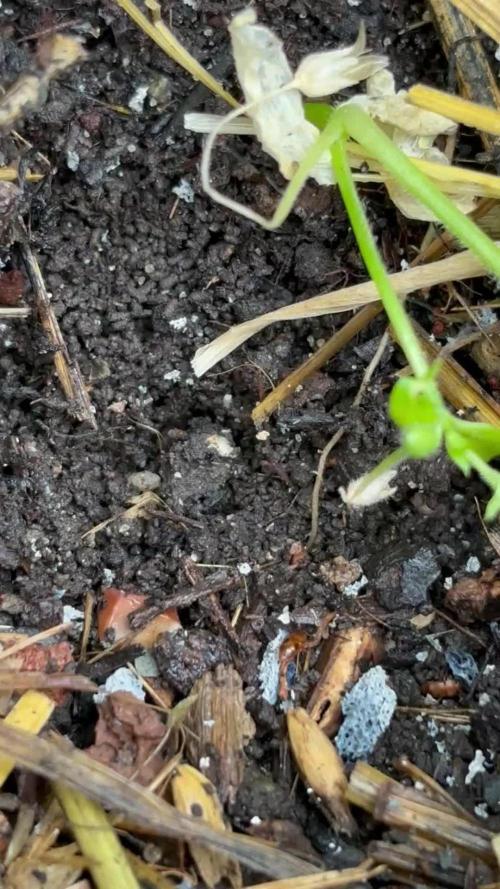 Korean Natural Farming (KNF) First Try