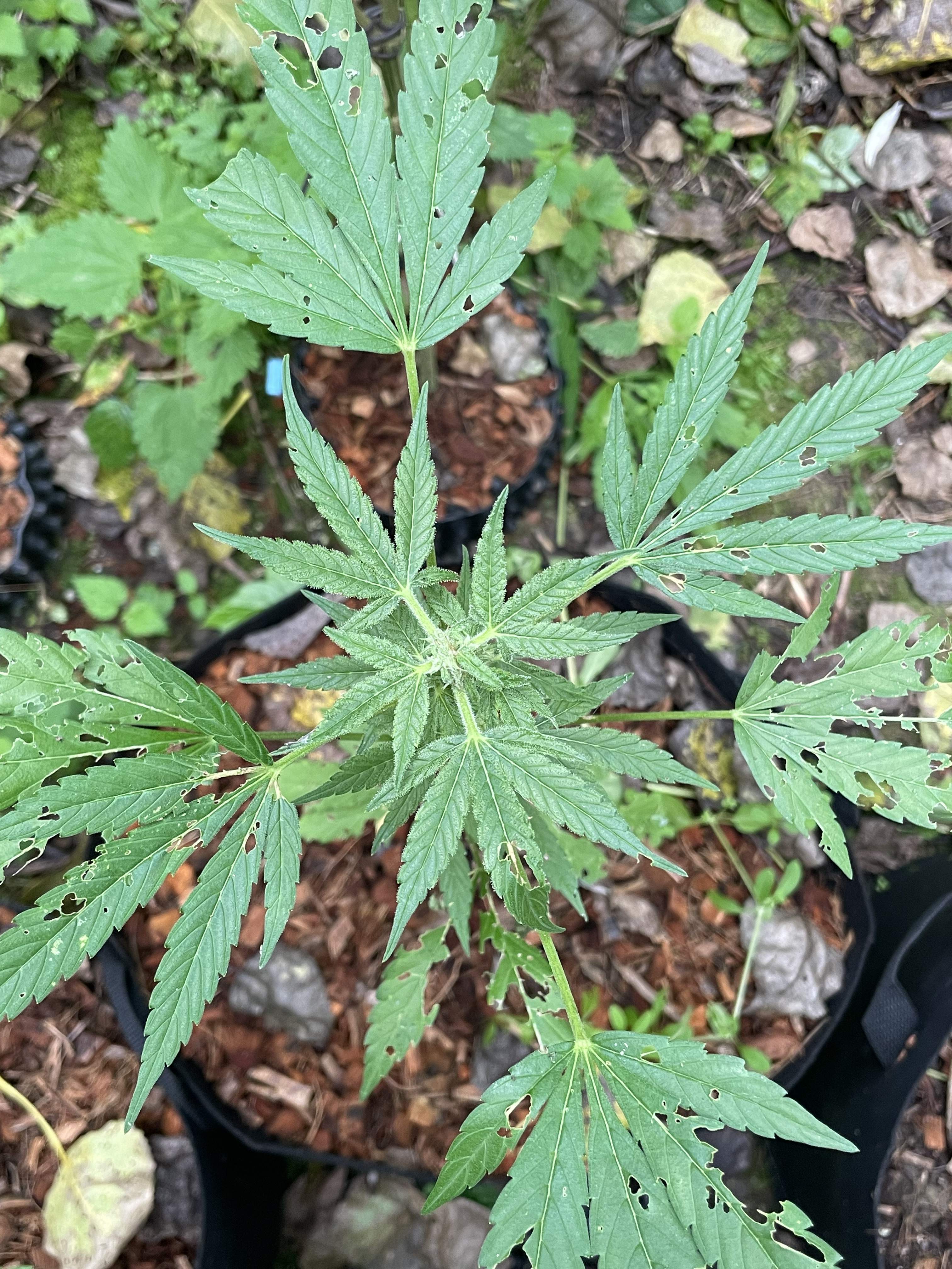 Sensi Seeds Sticky Orange XXL Automatic grow diary (journal) week8 by obeee GrowDiaries