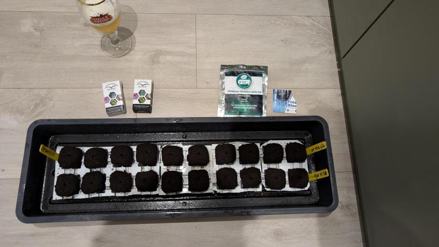 Mini Pheno hunt, 20 seeds in living soil. Week 0