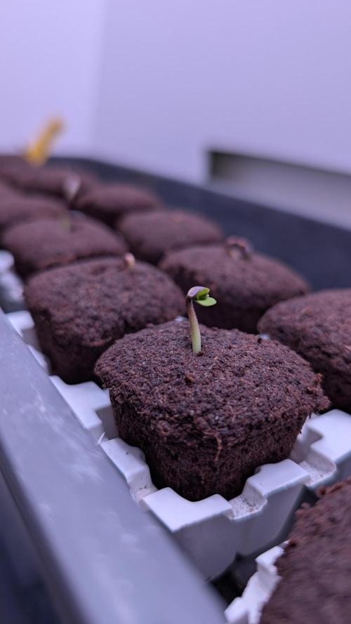 Mini Pheno hunt, 20 seeds in living soil. Week 0