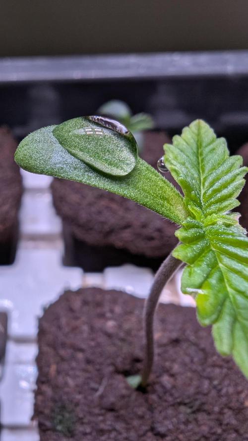 Mini Pheno hunt, 20 seeds in living soil. Week 0