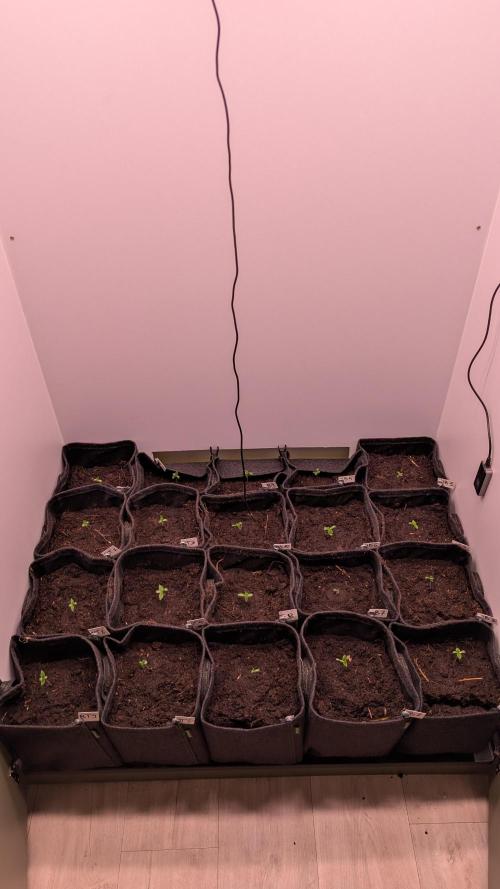 Mini Pheno hunt, 20 seeds in living soil. Week 1 -  