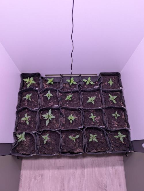 Mini Pheno hunt, 20 seeds in living soil. Week 1