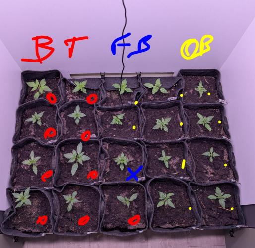 Mini Pheno hunt, 20 seeds in living soil. Week 1 - Bermuda Triangle Seedless (triploid)

Frozen Biscotti freebie

Orange Bud 2.0