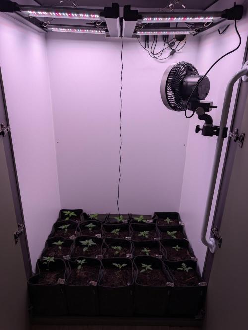 Mini Pheno hunt, 20 seeds in living soil. Week 1 - Installed the fan