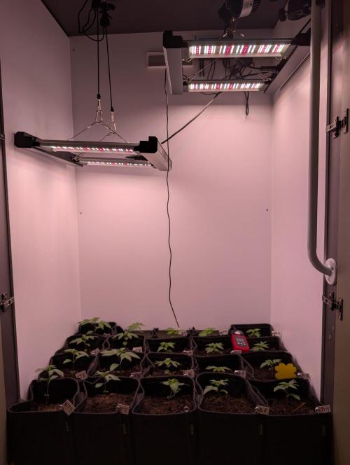Mini Pheno hunt, 20 seeds in living soil. Week 2 - Adjusted the lights. Orange buds didn't like it but the bermuda's want more.