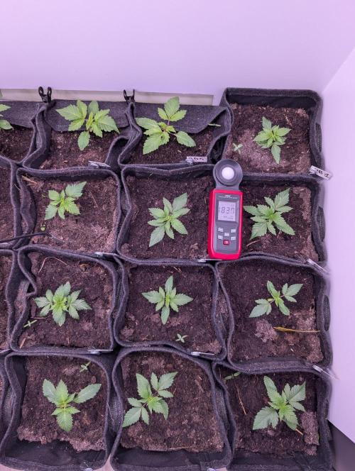 Mini Pheno hunt, 20 seeds in living soil. Week 2 - I use my LUX-meter to guage the light