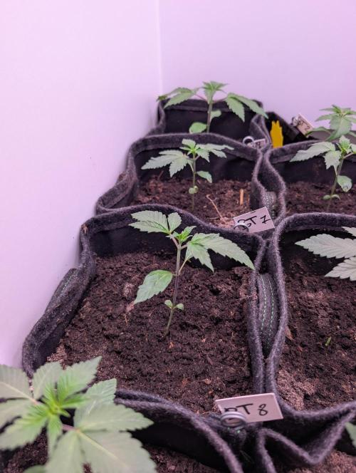 Mini Pheno hunt, 20 seeds in living soil. Week 2 - Bermuda's stretching for light