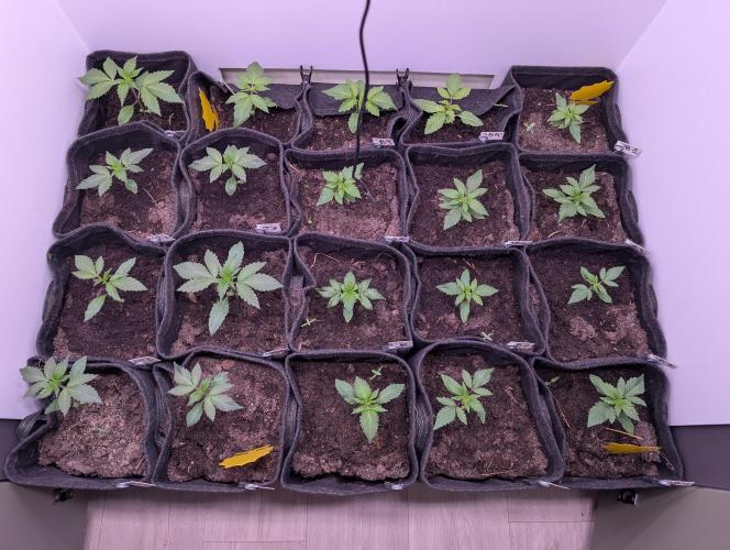 Mini Pheno hunt, 20 seeds in living soil. Week 2 - The gang