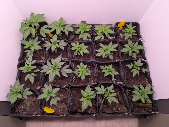Mini Pheno hunt, 20 seeds in living soil. Week 3