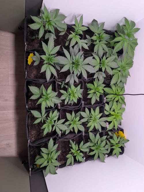 Mini Pheno hunt, 20 seeds in living soil. Week 3