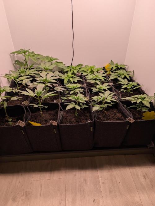 Mini Pheno hunt, 20 seeds in living soil. Week 3