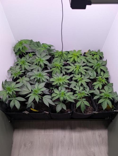 Mini Pheno hunt, 20 seeds in living soil. Week 3