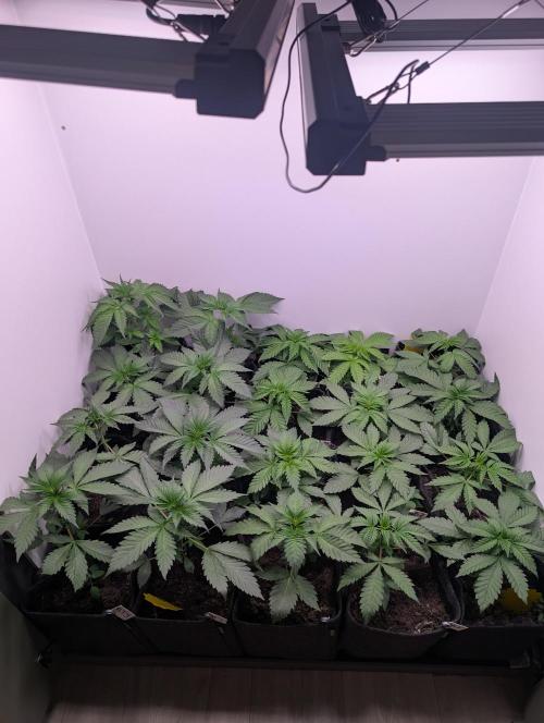 Mini Pheno hunt, 20 seeds in living soil. Week 4