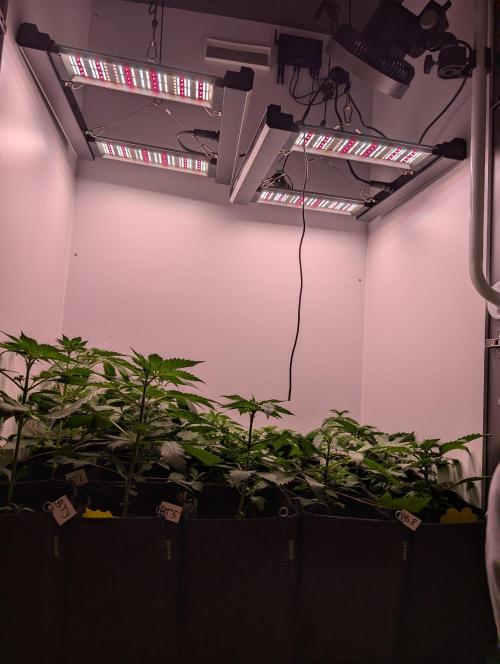 Mini Pheno hunt, 20 seeds in living soil. Week 4