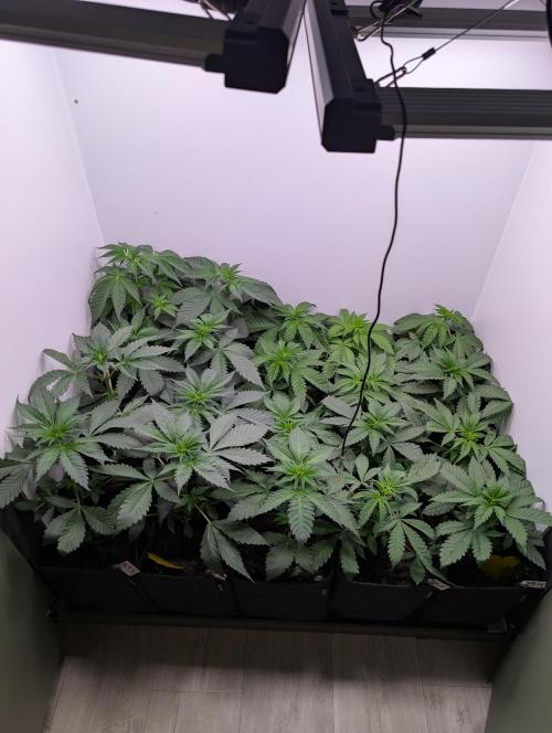 Mini Pheno hunt, 20 seeds in living soil. Week 4