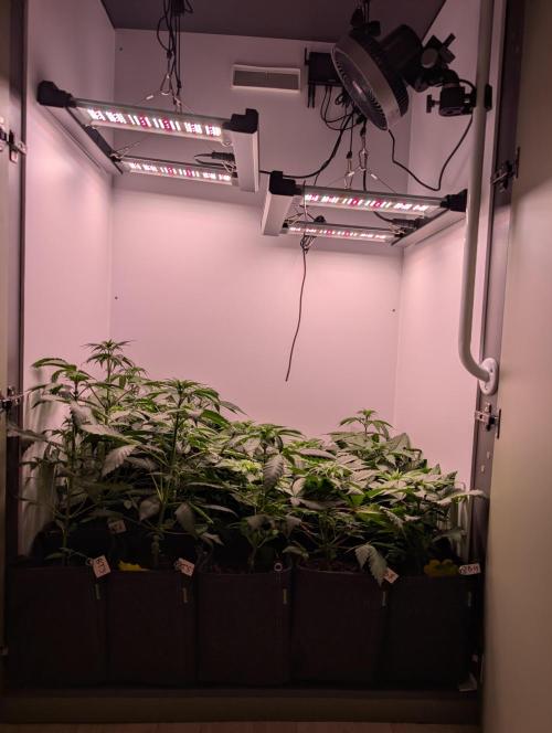 Mini Pheno hunt, 20 seeds in living soil. Week 4
