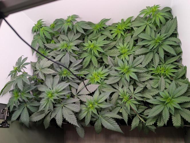 Mini Pheno hunt, 20 seeds in living soil. Week 4