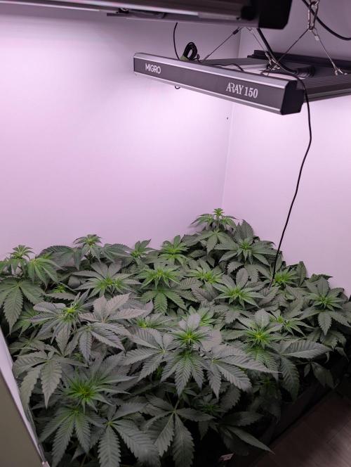 Mini Pheno hunt, 20 seeds in living soil. Week 4