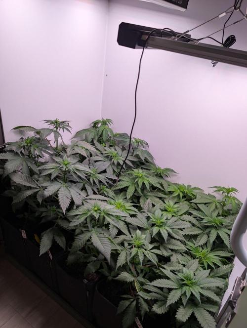 Mini Pheno hunt, 20 seeds in living soil. Week 4