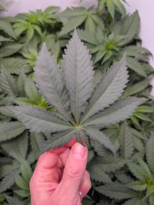 Mini Pheno hunt, 20 seeds in living soil. Week 4