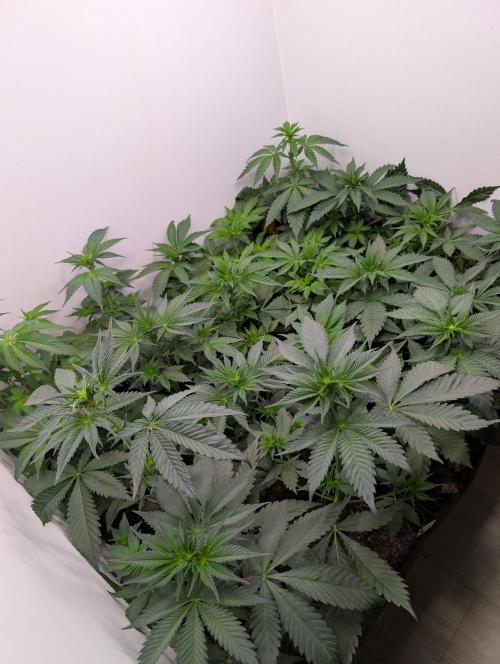 Mini Pheno hunt, 20 seeds in living soil. Week 4