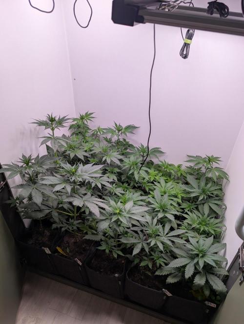 Mini Pheno hunt, 20 seeds in living soil. Week 4