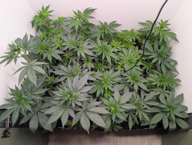 Mini Pheno hunt, 20 seeds in living soil. Week 4