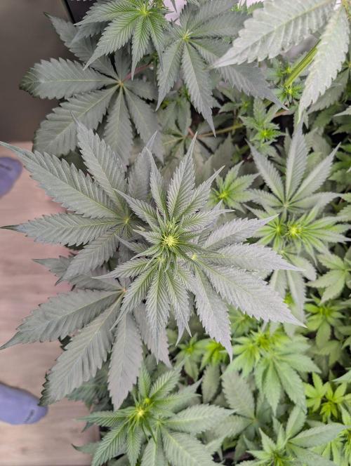 Mini Pheno hunt, 20 seeds in living soil. Week 4