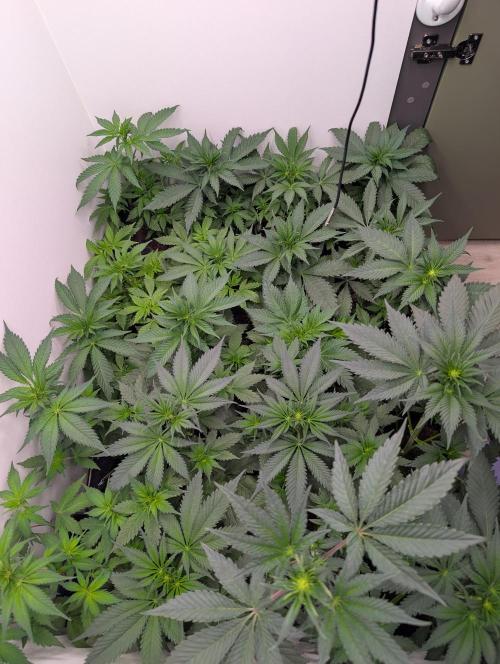 Mini Pheno hunt, 20 seeds in living soil. Week 4