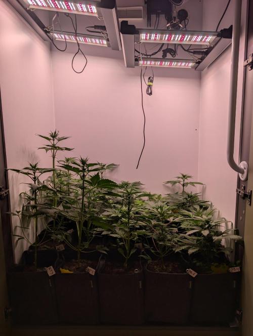 Mini Pheno hunt, 20 seeds in living soil. Week 4