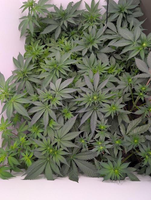 Mini Pheno hunt, 20 seeds in living soil. Week 5
