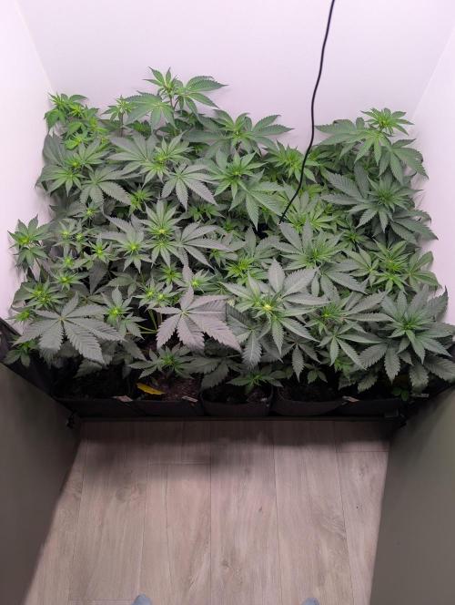 Mini Pheno hunt, 20 seeds in living soil. Week 5