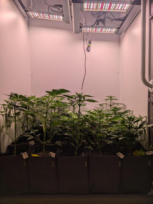 Mini Pheno hunt, 20 seeds in living soil. Week 5