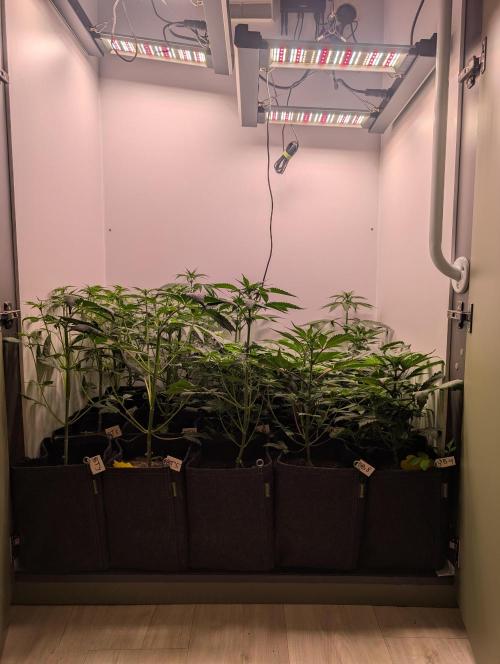 Mini Pheno hunt, 20 seeds in living soil. Week 5