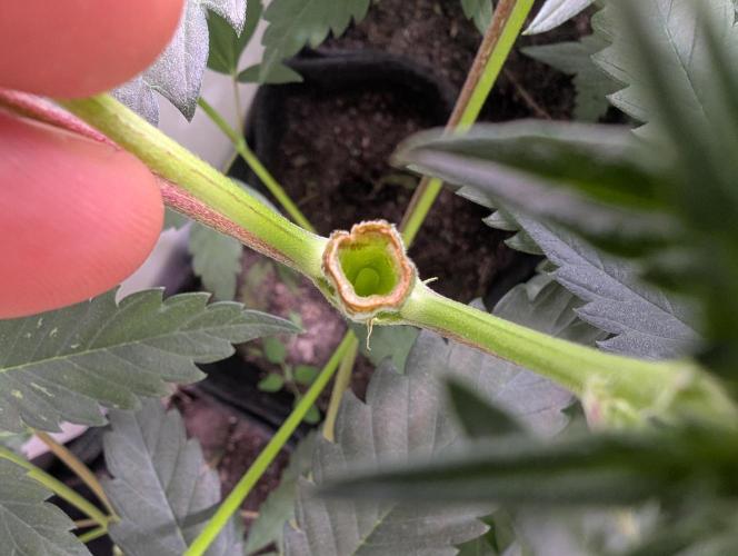 Mini Pheno hunt, 20 seeds in living soil. Week 5