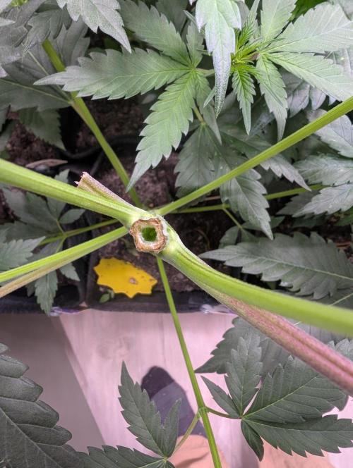 Mini Pheno hunt, 20 seeds in living soil. Week 5