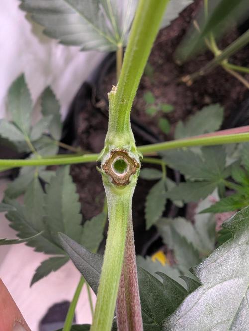 Mini Pheno hunt, 20 seeds in living soil. Week 5