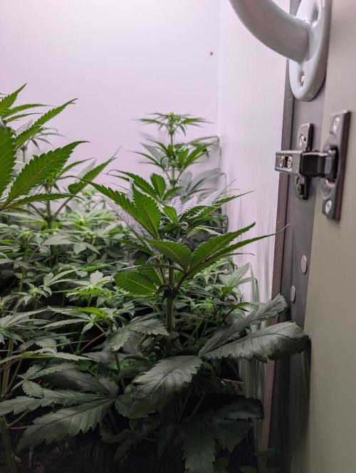 Mini Pheno hunt, 20 seeds in living soil. Week 5