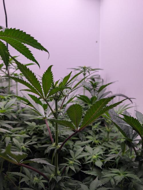 Mini Pheno hunt, 20 seeds in living soil. Week 5