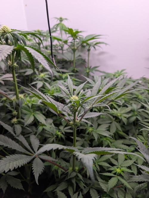 Mini Pheno hunt, 20 seeds in living soil. Week 5