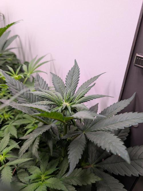 Mini Pheno hunt, 20 seeds in living soil. Week 5