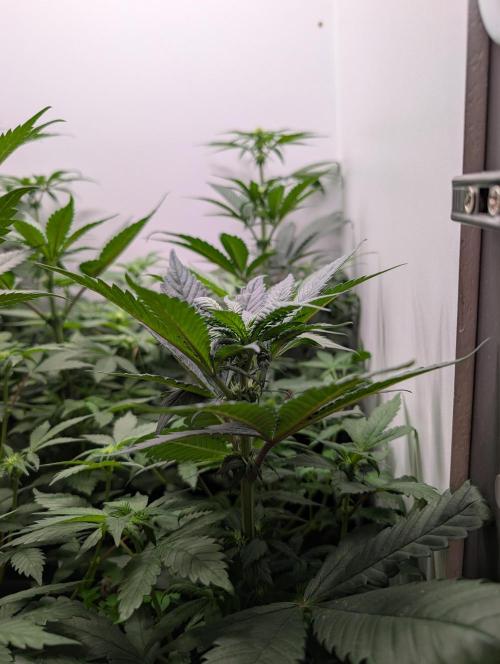 Mini Pheno hunt, 20 seeds in living soil. Week 5