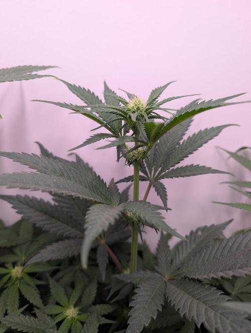 Mini Pheno hunt, 20 seeds in living soil. Week 6 - OB