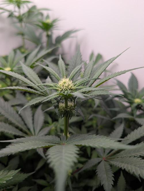 Mini Pheno hunt, 20 seeds in living soil. Week 6 - OB