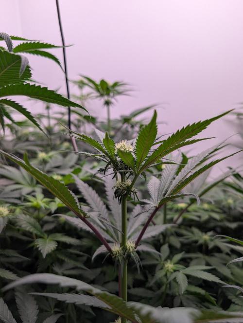 Mini Pheno hunt, 20 seeds in living soil. Week 6 - OB