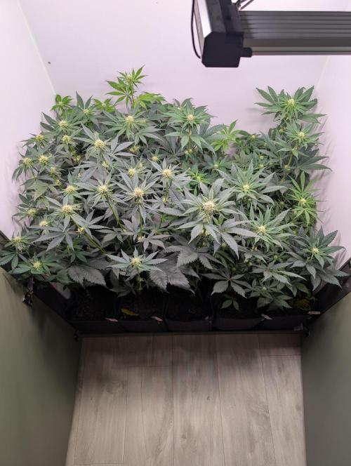 Mini Pheno hunt, 20 seeds in living soil. Week 6 - The gang