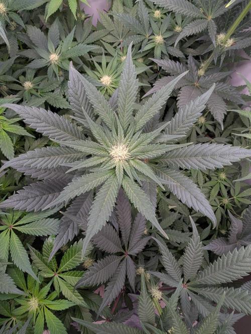 Mini Pheno hunt, 20 seeds in living soil. Week 6 - OB