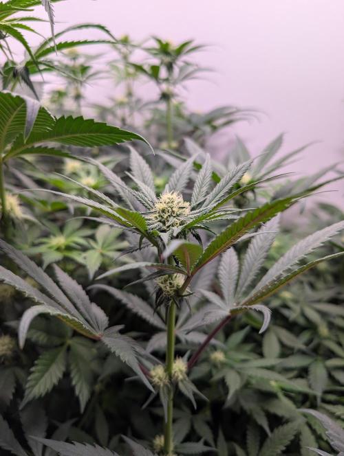 Mini Pheno hunt, 20 seeds in living soil. Week 6 - OB