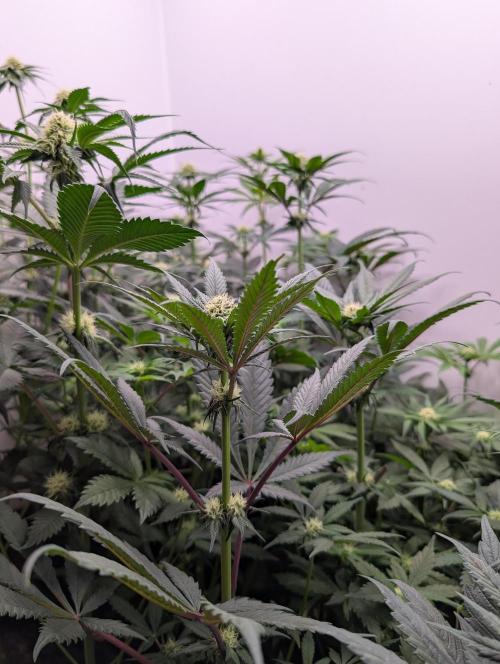 Mini Pheno hunt, 20 seeds in living soil. Week 6